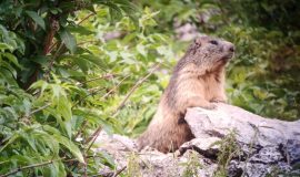 A day with the marmots, including picnic