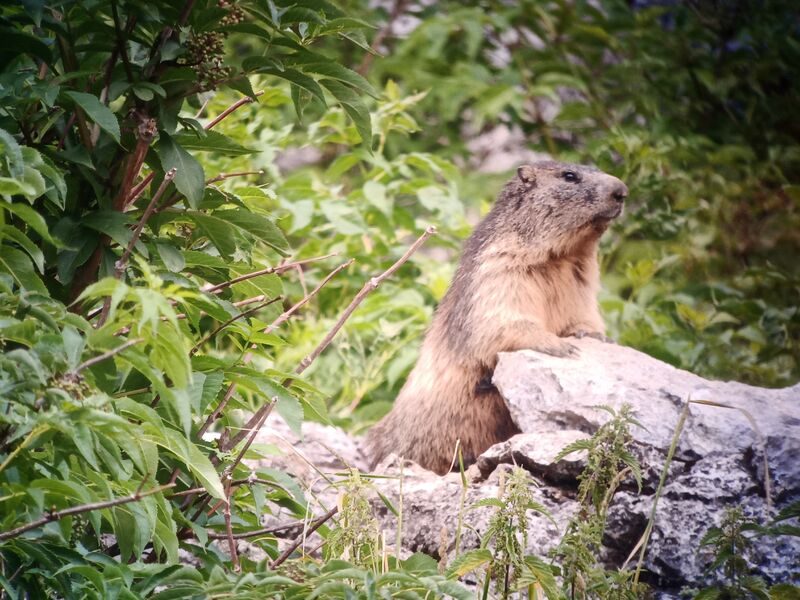 © A day with the marmots, including picnic - Mathias Mercier