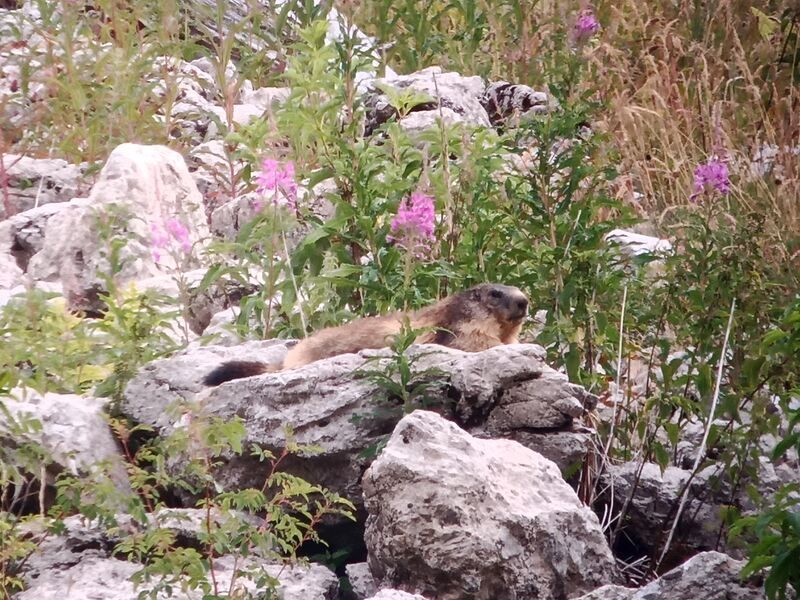 © A day with the marmots, including picnic - Mathias Mercier