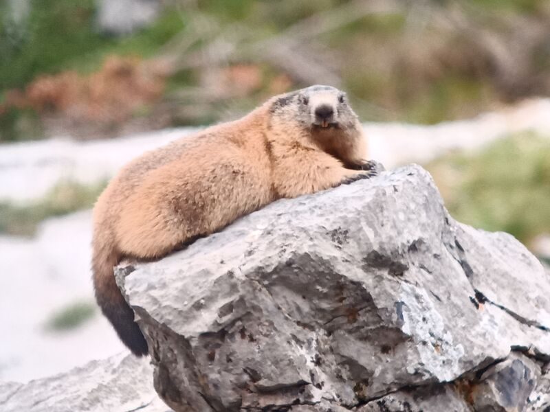 © A day with the marmots, including picnic - Mathias Mercier