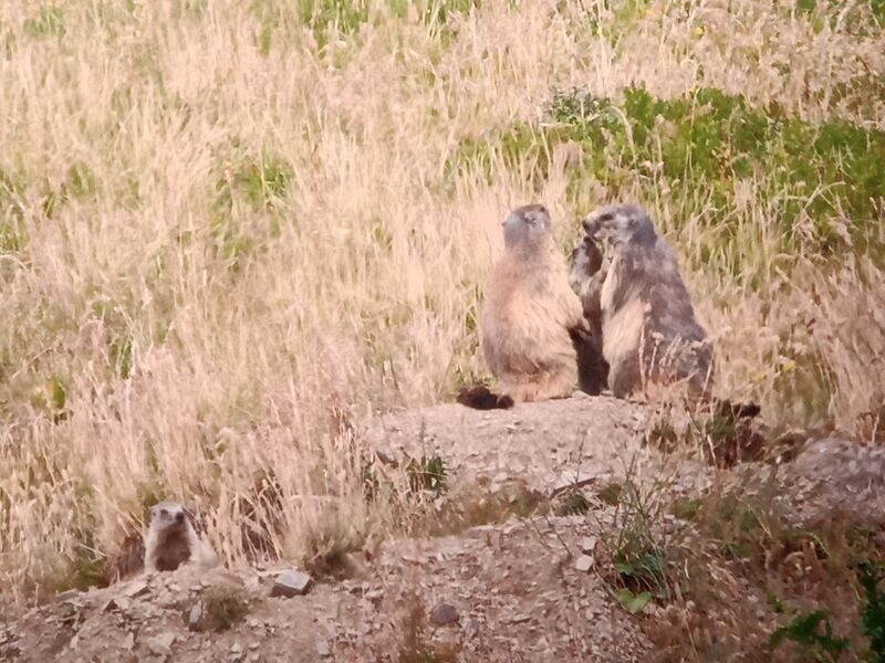 © A day with the marmots, including picnic - Mathias Mercier