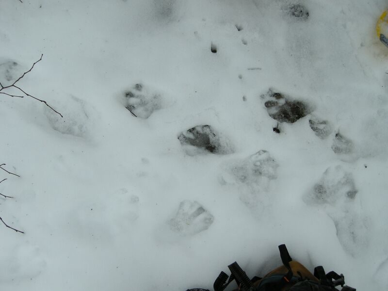 © snoshoeing : Tracks and signs of life - free