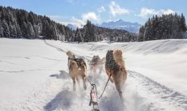 Dog sledding in Praz de Lys