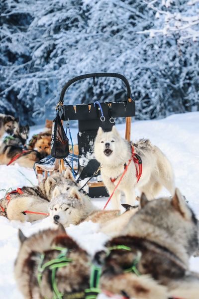 © Dog sledding in Praz de Lys - De beaux lents demain