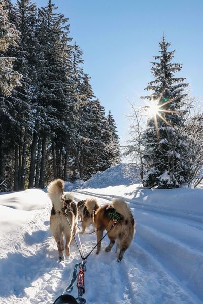 © Dog sledding in Praz de Lys - De beaux lents demain