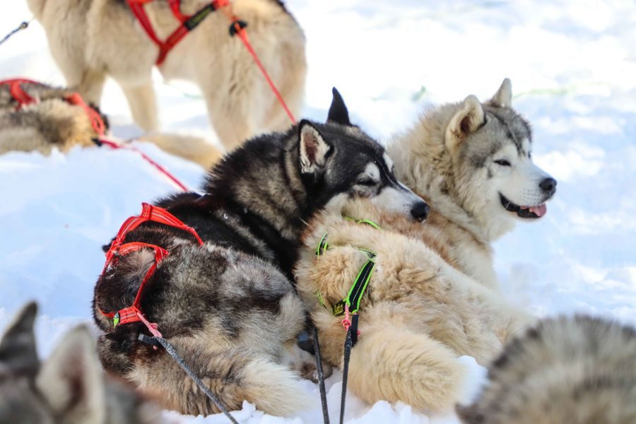 © Dog sledding in Praz de Lys - De beaux lents demain