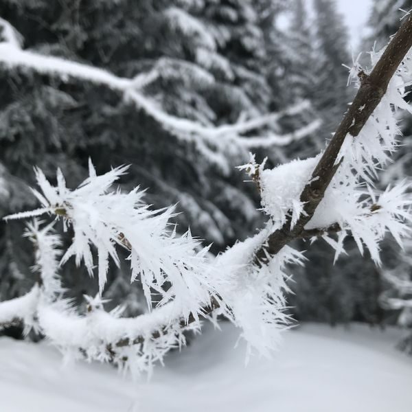 © Snowshoeing on the lookout for large animals - Carole Gauthier