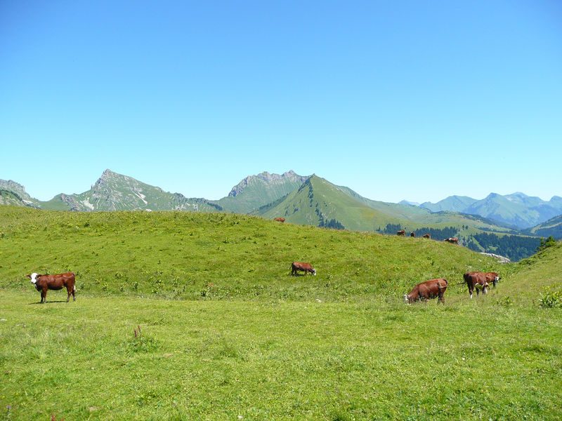 © Savoyard meal for Fête Nationale - Praz de Lys Sommand Tourisme