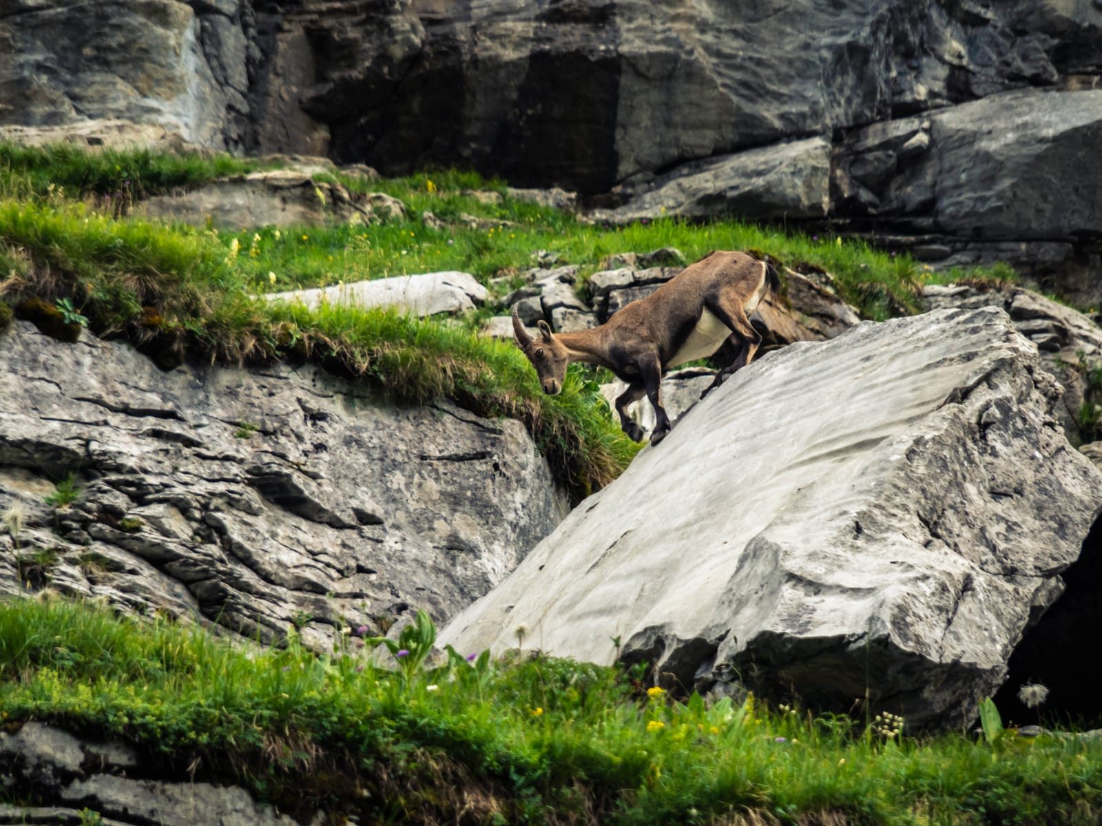 © Observing wildlife - Mathias Mercier