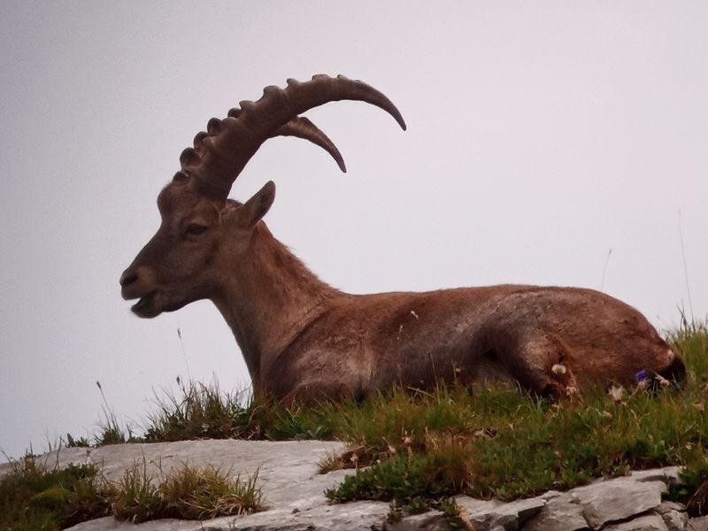 © Observing wildlife - Mathias Mercier