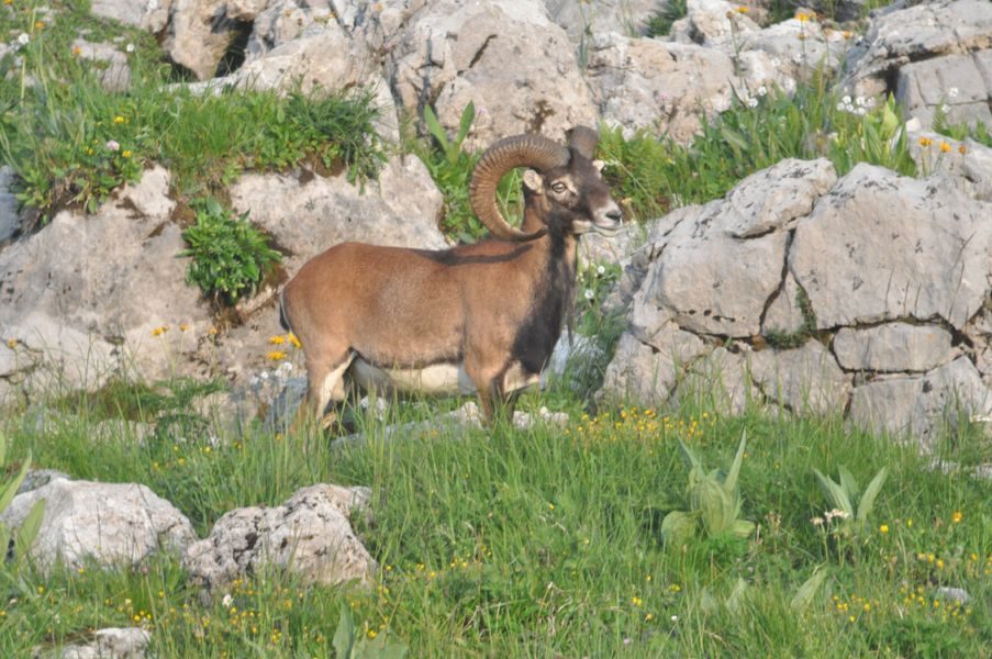 © Hiking : Sunset and chamois - Mathias Mercier