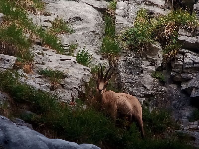 © Hiking : Sunset and chamois - Mathias Mercier