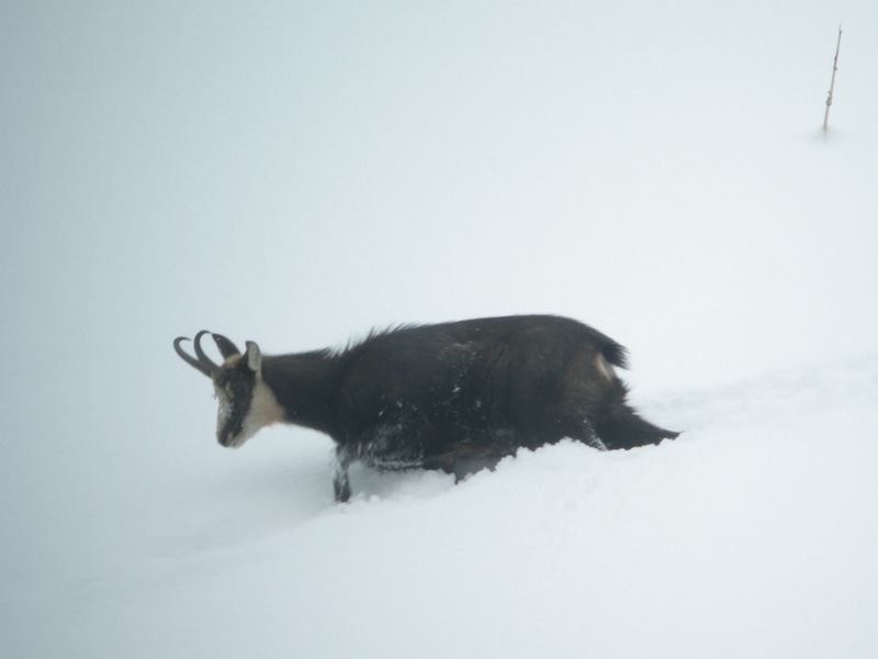 © Snowshoeing and picnic day with the chamois - Mathias Mercier