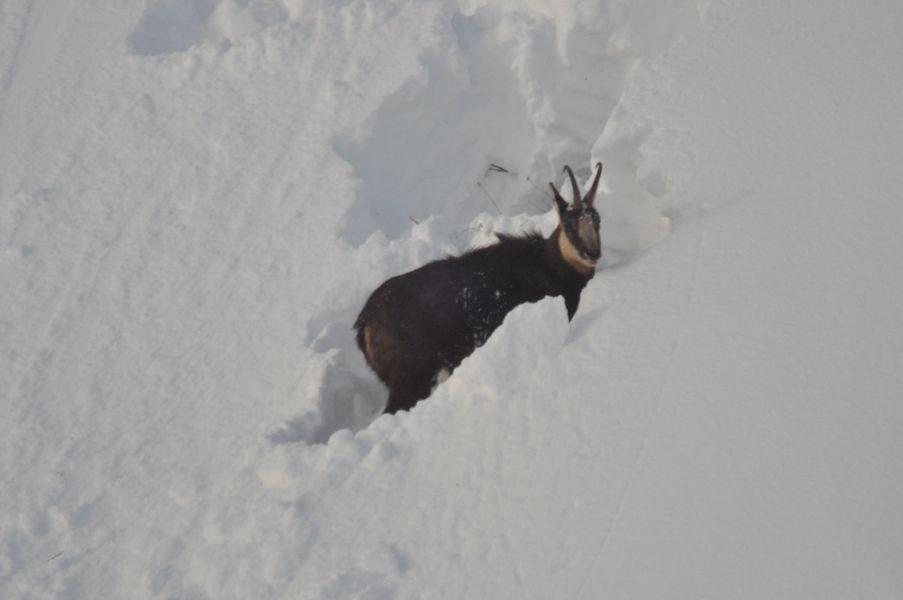 © Snowshoeing and picnic day with the chamois - Mathias Mercier