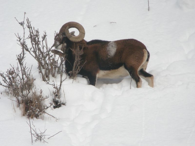 © Snowshoeing and picnic day with the chamois - Mathias Mercier