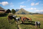 © Pony rides - La Grande Ourse