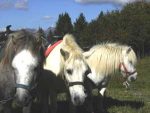 © Pony rides - La grande Ourse