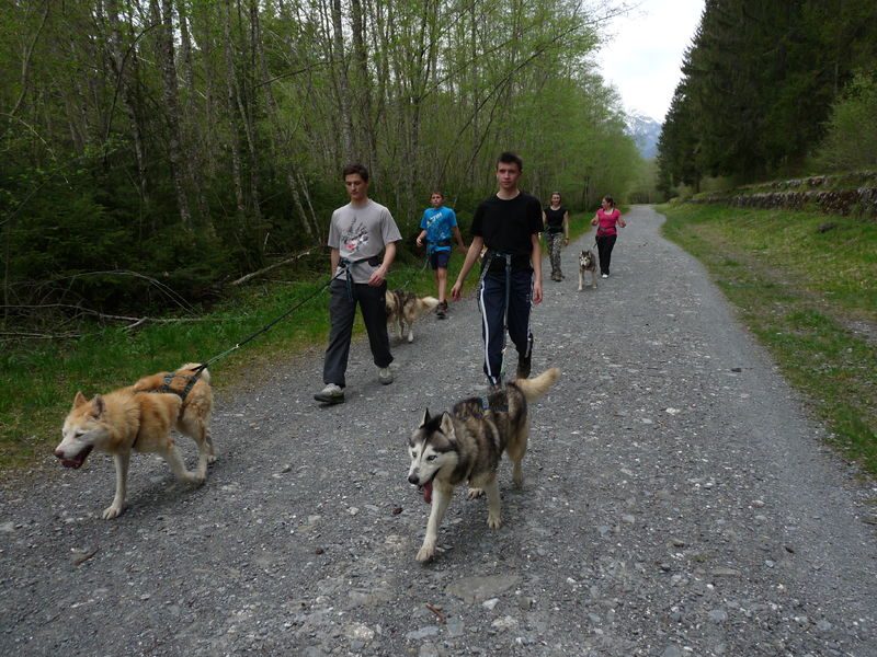 © Supervised outing to discover Cani-randonnée - Les traîneaux de l'Ubac