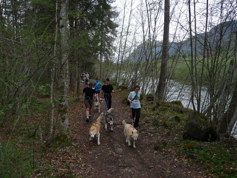 © Supervised outing to discover Cani-randonnée - Les traîneaux de l'Ubac