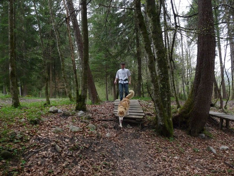 © Supervised outing to discover Cani-randonnée - Les traîneaux de l'Ubac