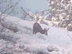 © Picnic day with the chamois - Mathias Mercier