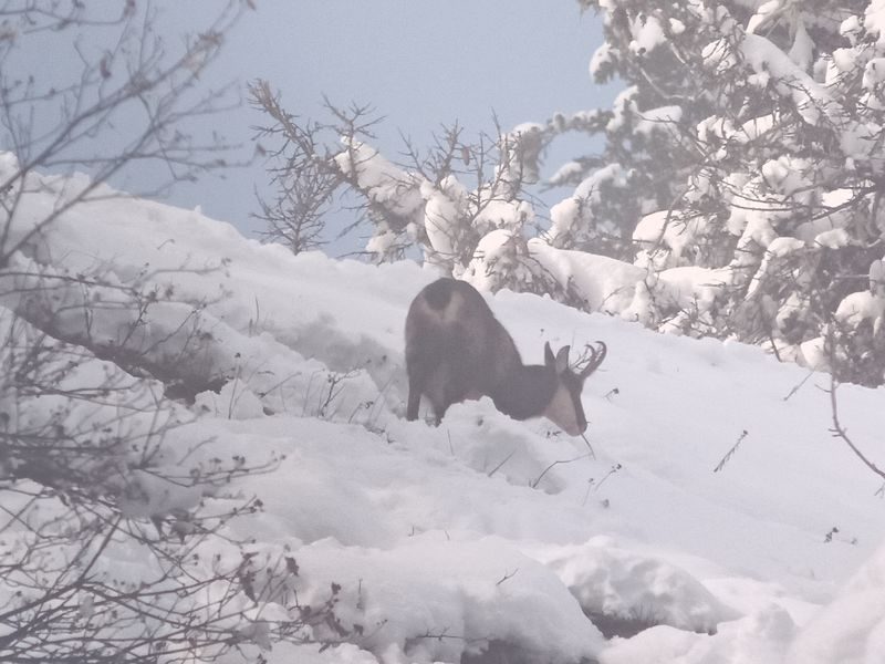 © Picnic day with the chamois - Mathias Mercier