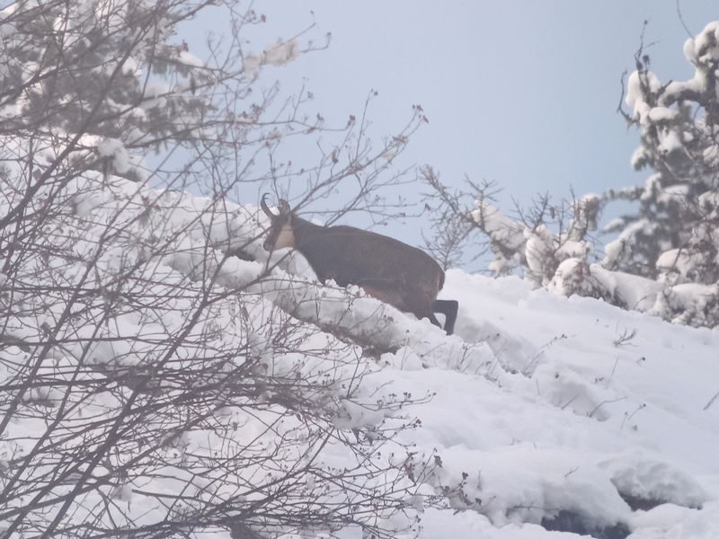 © Picnic day with the chamois - Mathias Mercier