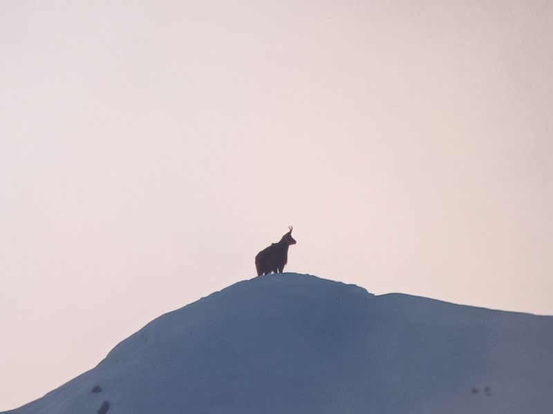 © Picnic day with the chamois - Mathias Mercier