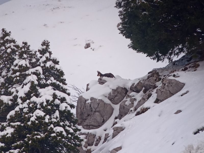 © Picnic day with the chamois - Mathias Mercier