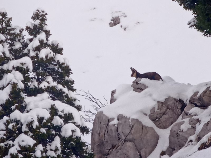 © Picnic day with the chamois - Mathias Mercier