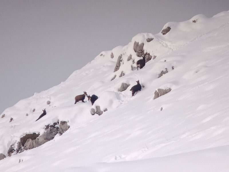 © Picnic day with the chamois - Mathias Mercier