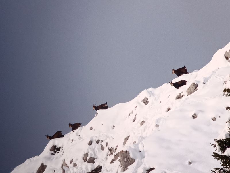 © Picnic day with the chamois - Mathias Mercier