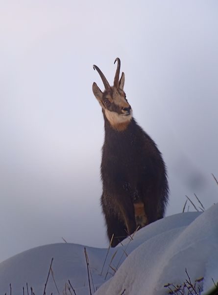 © Picnic day with the chamois - Mathias Mercier