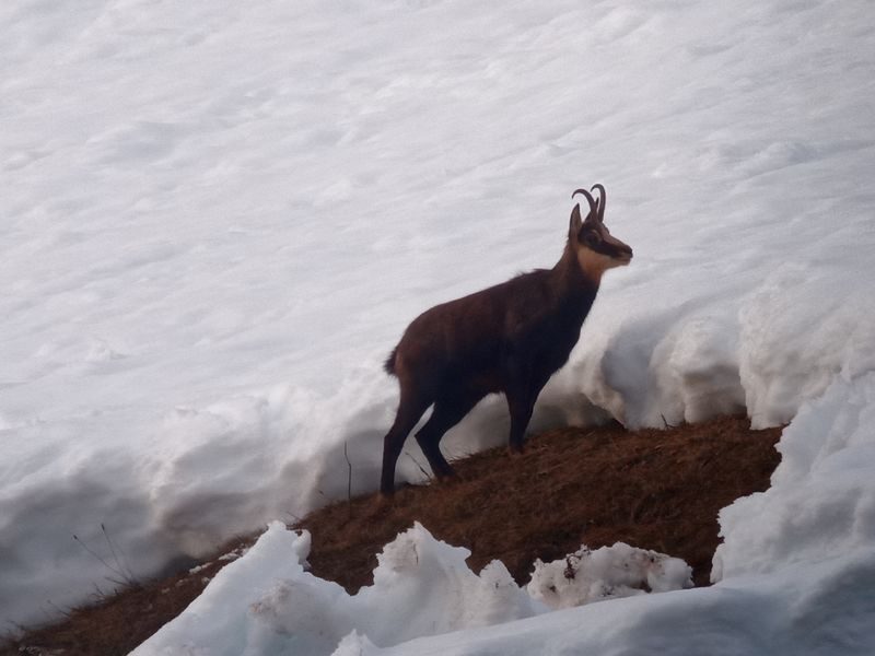 © Picnic day with the chamois - Mathias Mercier