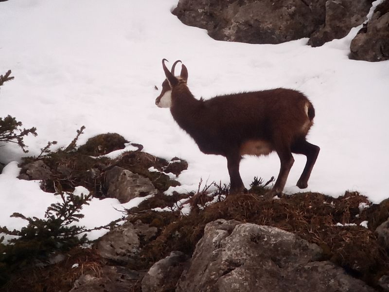 © Picnic day with the chamois - Mathias Mercier