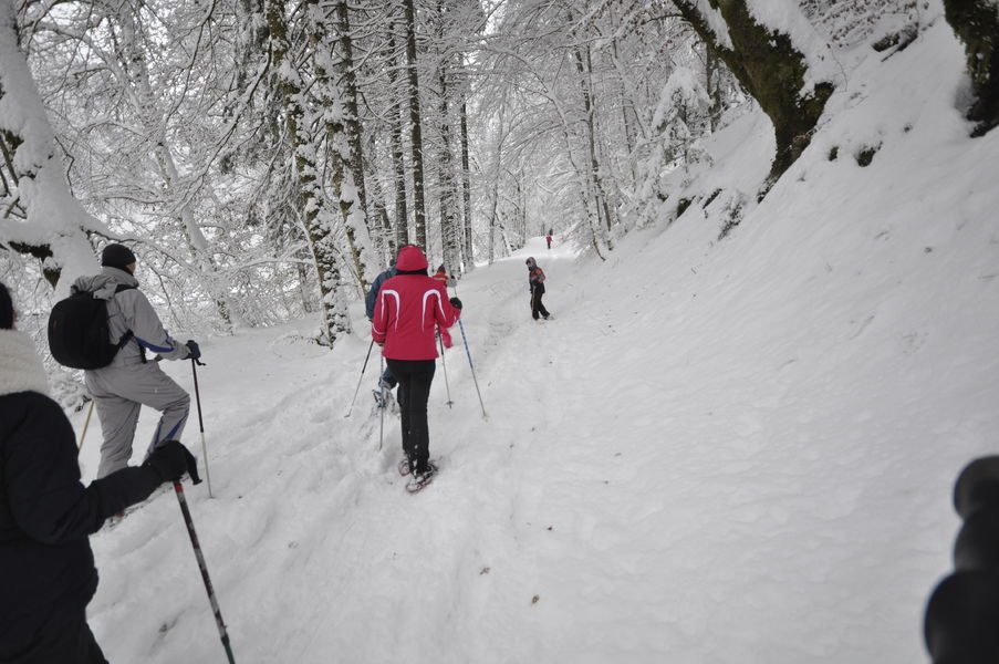 © Guided walk : The forest environment - Mathias Mercier