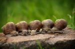 © Visit of the Arno snail farm - Deransy Arnaud