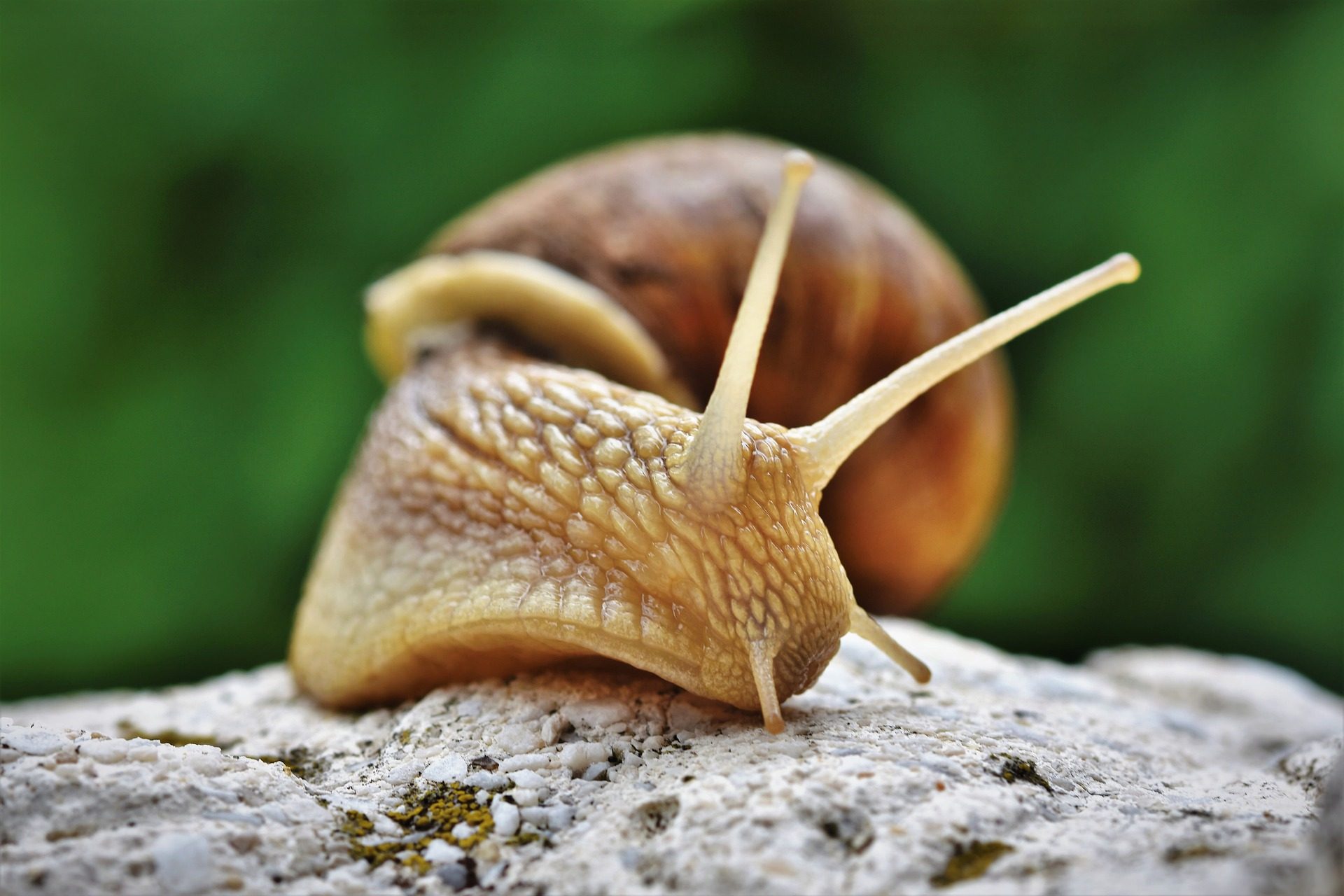 © Arno's Snail Farm - Deransy Arnaud