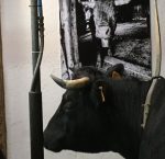 © Discover the Hérens cows at the farm - Ferme de Caroline