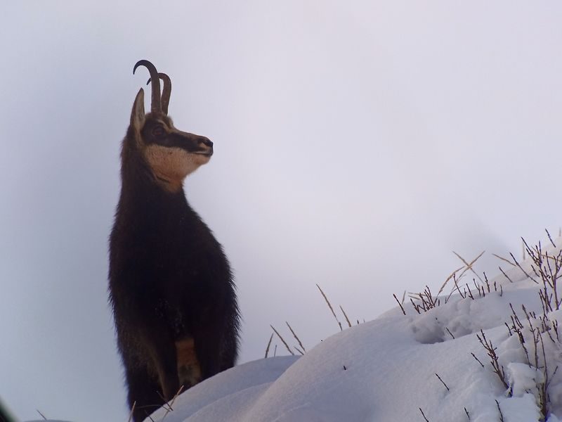 © Snowshoeing and picnic day with the chamois - .