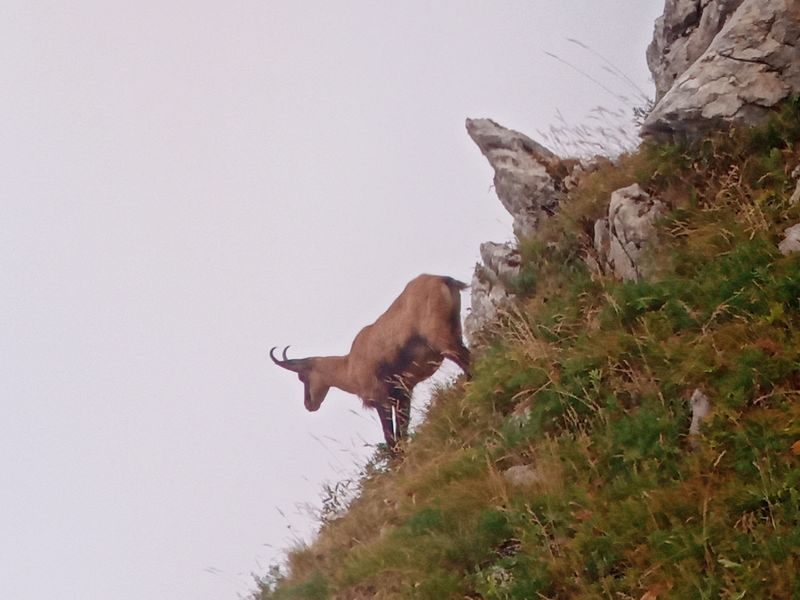 © Hiking : Sunset and chamois - .