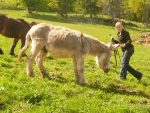 © Ride on the Bellevaux path with a donkey foal - Ferme du Petit Mont