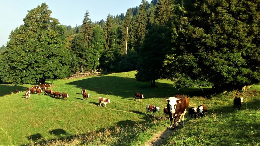 © The farm "Ferme des Cimes" - sarah robin