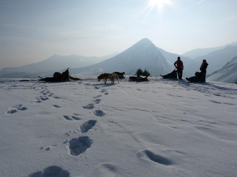 © Family dog sledding experience - Les Traineaux de l'Ubac