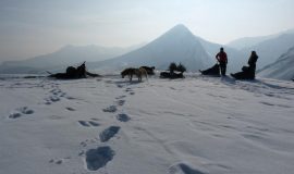 Dog sledding duo experience in Sommand