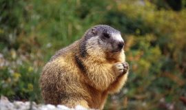 Marmot hunting