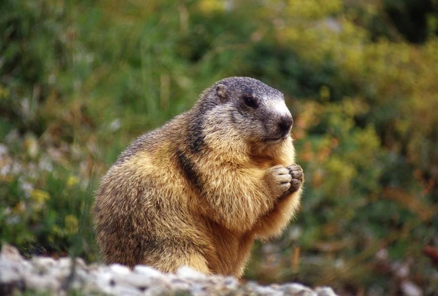 © Marmot hunting - Praz de Lys Sommand