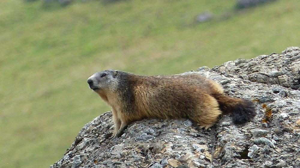 © Marmot hunting - Praz de Lys Sommand