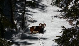 Special family hike in search of the little mouflon sheep