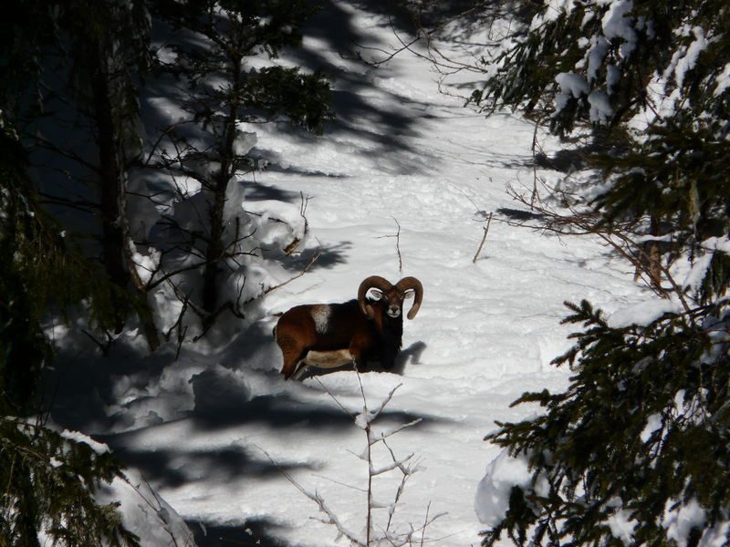 © Special family hike in search of the little mouflon sheep - Pauline Pretet